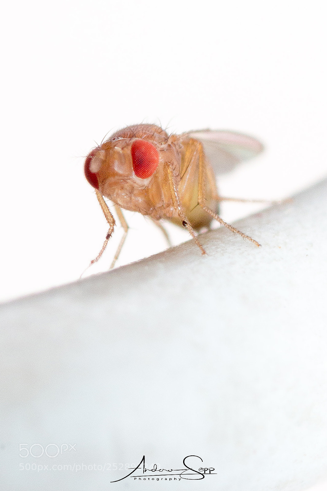 Canon EOS 70D sample photo. Drosophila melanogaster photography
