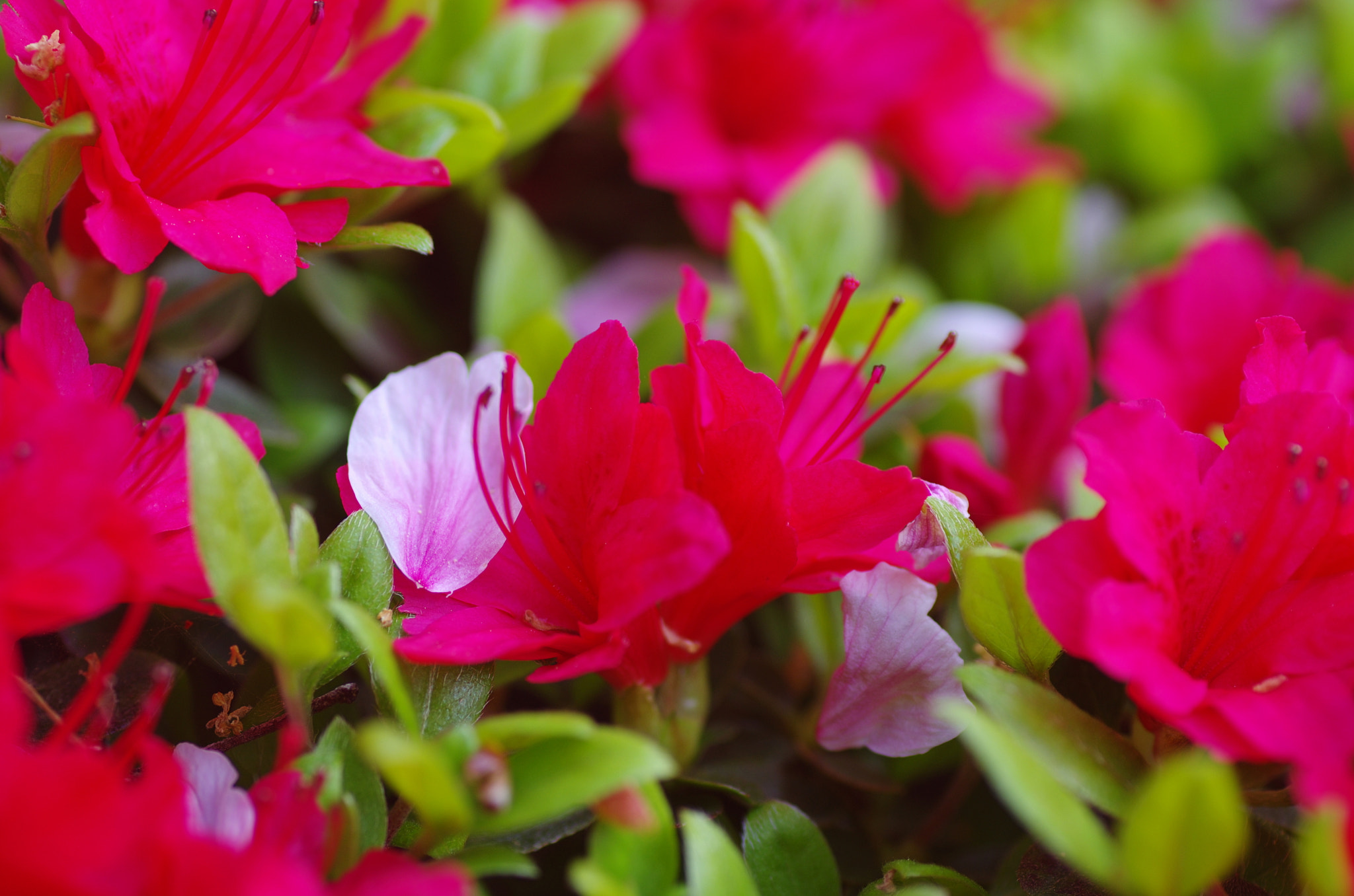 Pentax K-5 + Tamron SP AF 90mm F2.8 Di Macro sample photo. Petal 2 photography