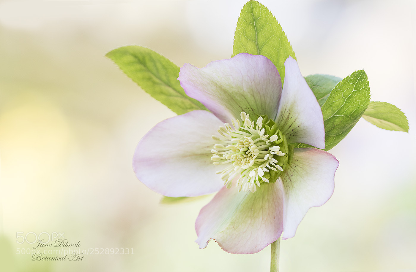 Canon EOS 7D Mark II sample photo. Helleborus orientalis photography