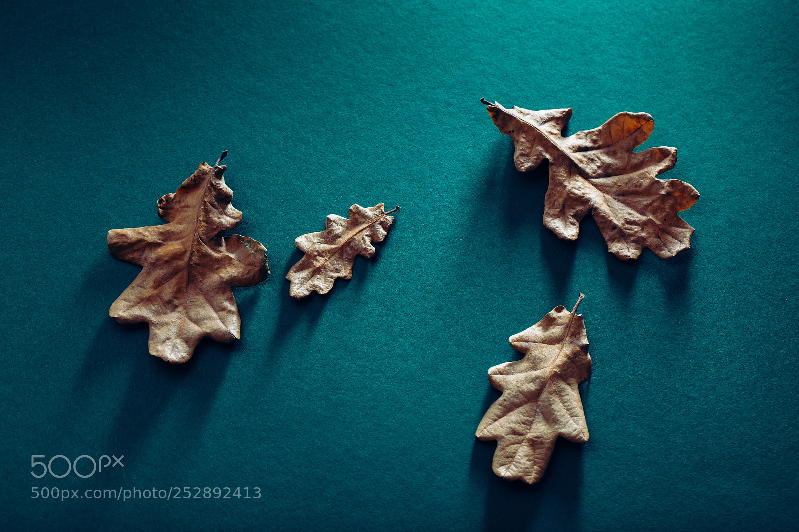 Canon EOS 6D sample photo. Dried oak leaves on photography