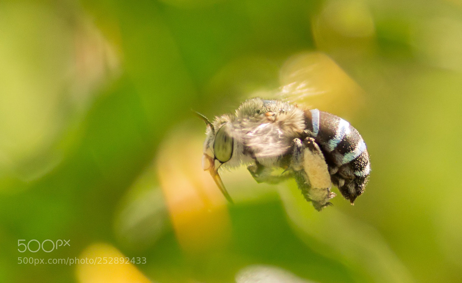 Canon EOS 1200D (EOS Rebel T5 / EOS Kiss X70 / EOS Hi) sample photo. Blue banded bee in photography