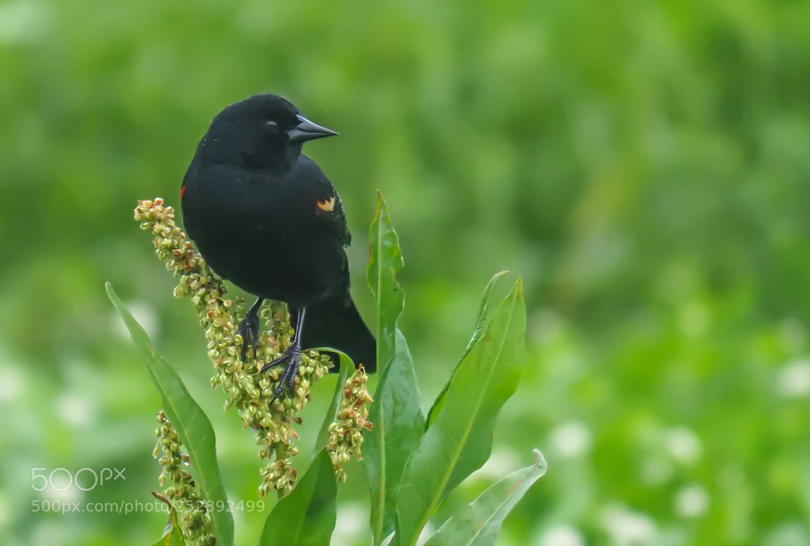 Olympus OM-D E-M1 Mark II sample photo. Red-winged blackbird photography