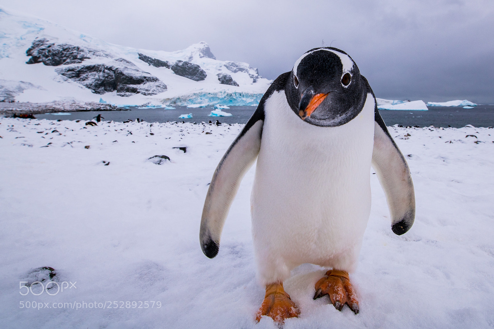 Nikon D850 sample photo. Antarctic giants photography