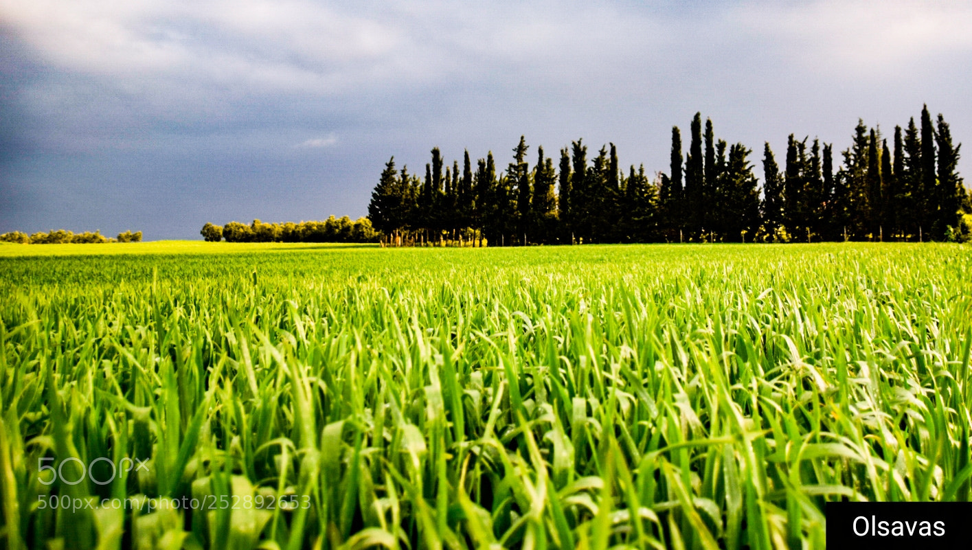 Nikon D5300 sample photo. Karaağaç yolu. photography