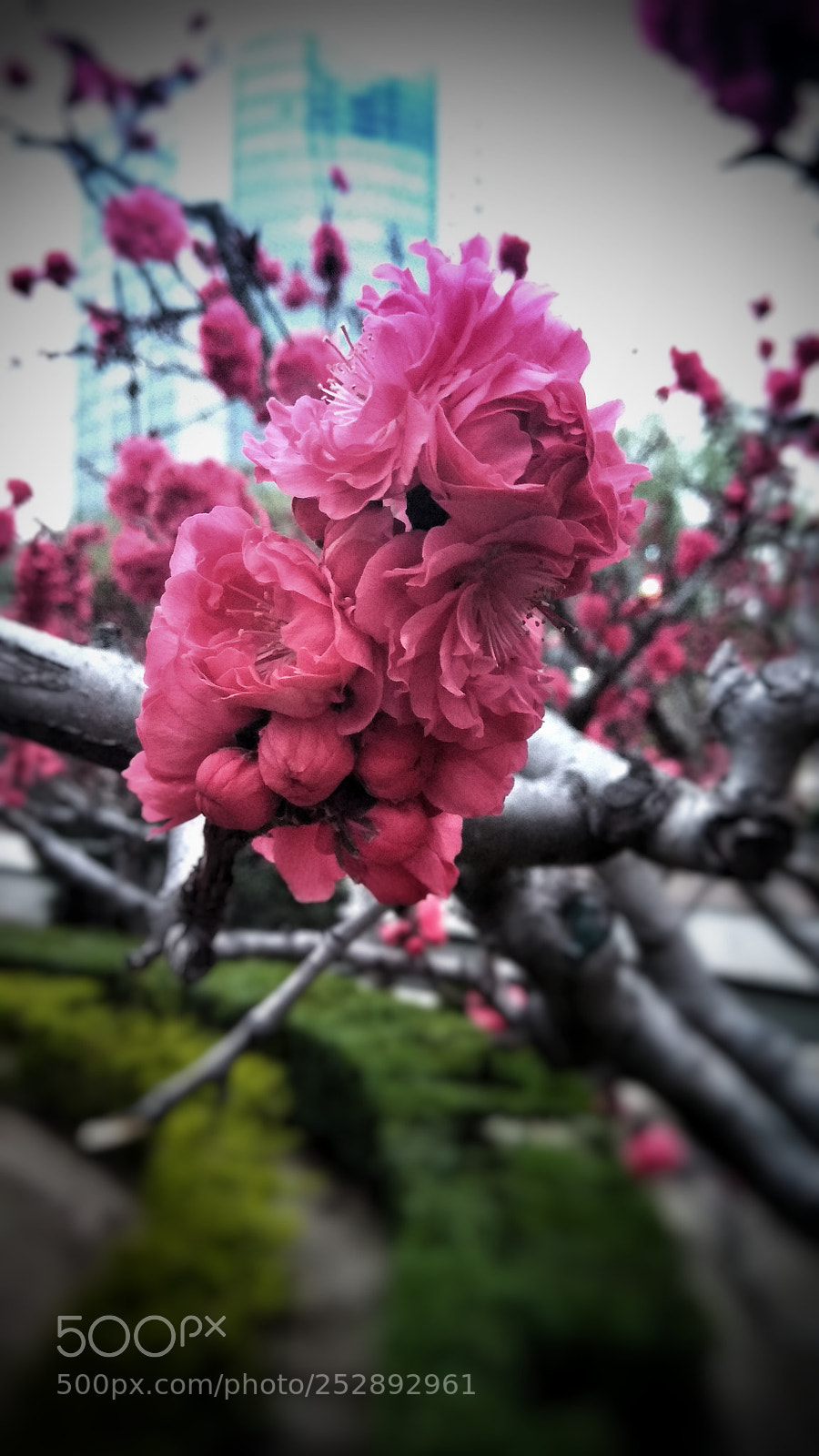Xiaomi Redmi Note 4X sample photo. Untitled photography