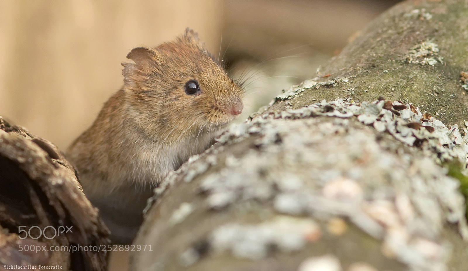 Nikon D7200 sample photo. Hey,you... photography