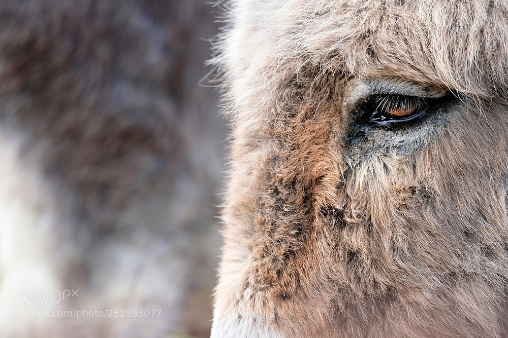 Fujifilm X-T2 sample photo. The sad donkey photography