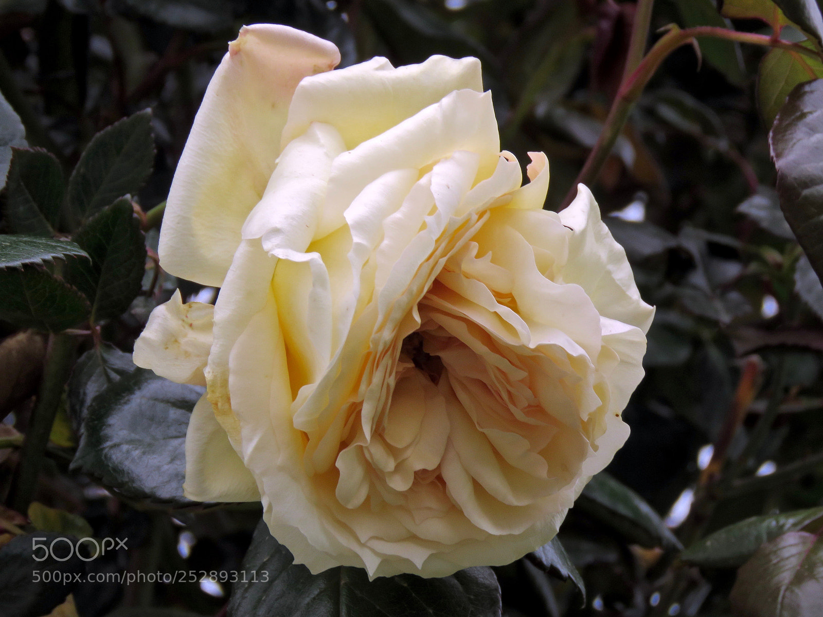 Canon PowerShot SX60 HS sample photo. Magnificent rose photography