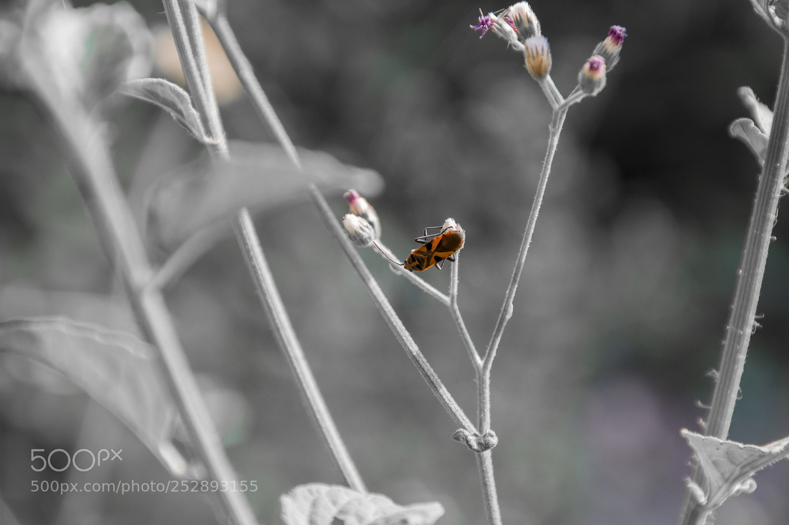 Nikon D5300 sample photo. Beetle photography