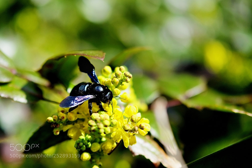 Fujifilm X-T2 sample photo. The bearer of life photography