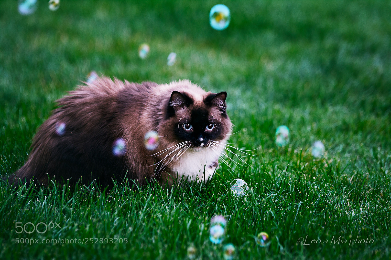 Nikon D7100 sample photo. Nelly and bubbles photography