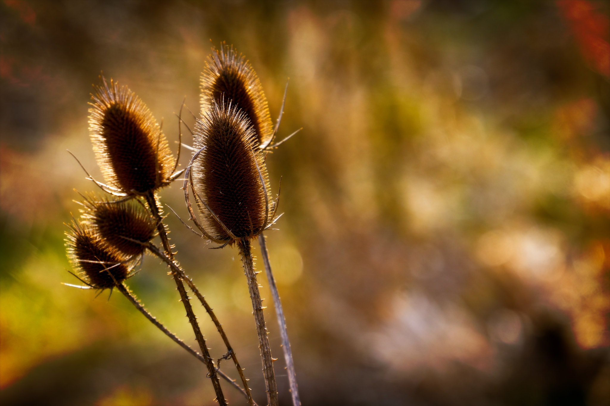 Sony a7R II + Sony FE 70-300mm F4.5-5.6 G OSS sample photo. 2018_04_08 photography