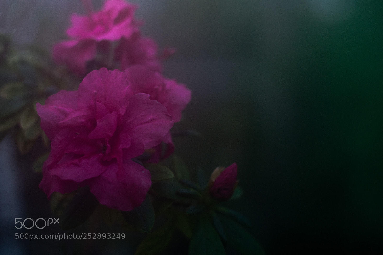 Nikon D3300 sample photo. Untitled photography