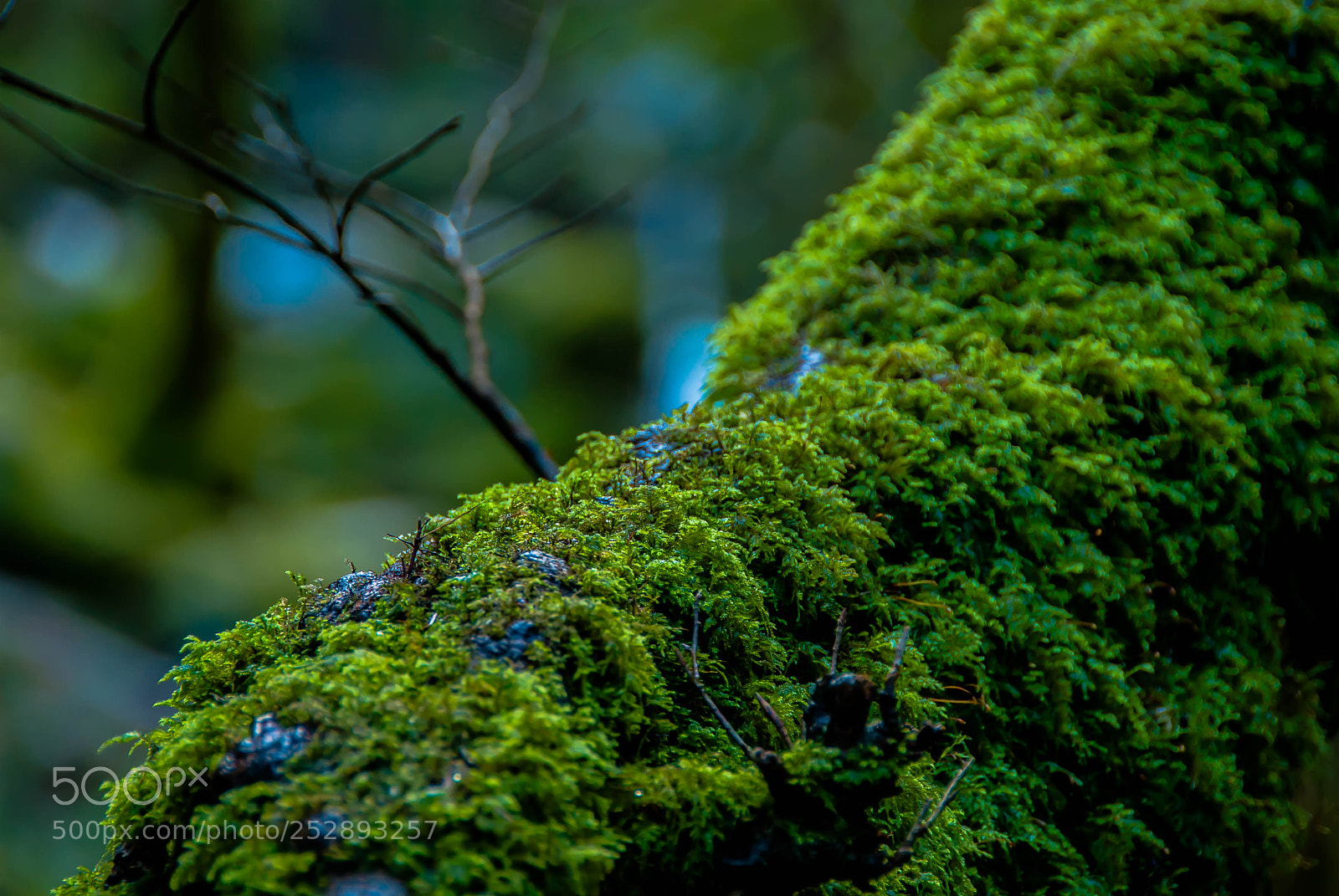 Nikon D60 sample photo. Mossy tree photography