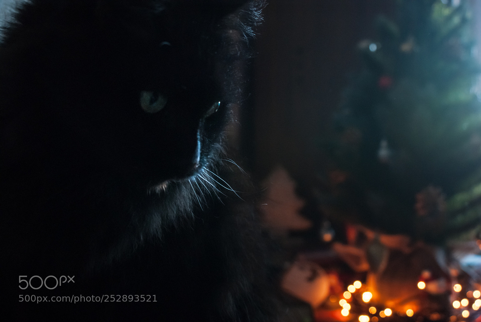 Sony Alpha DSLR-A300 sample photo. Christmas cat photography