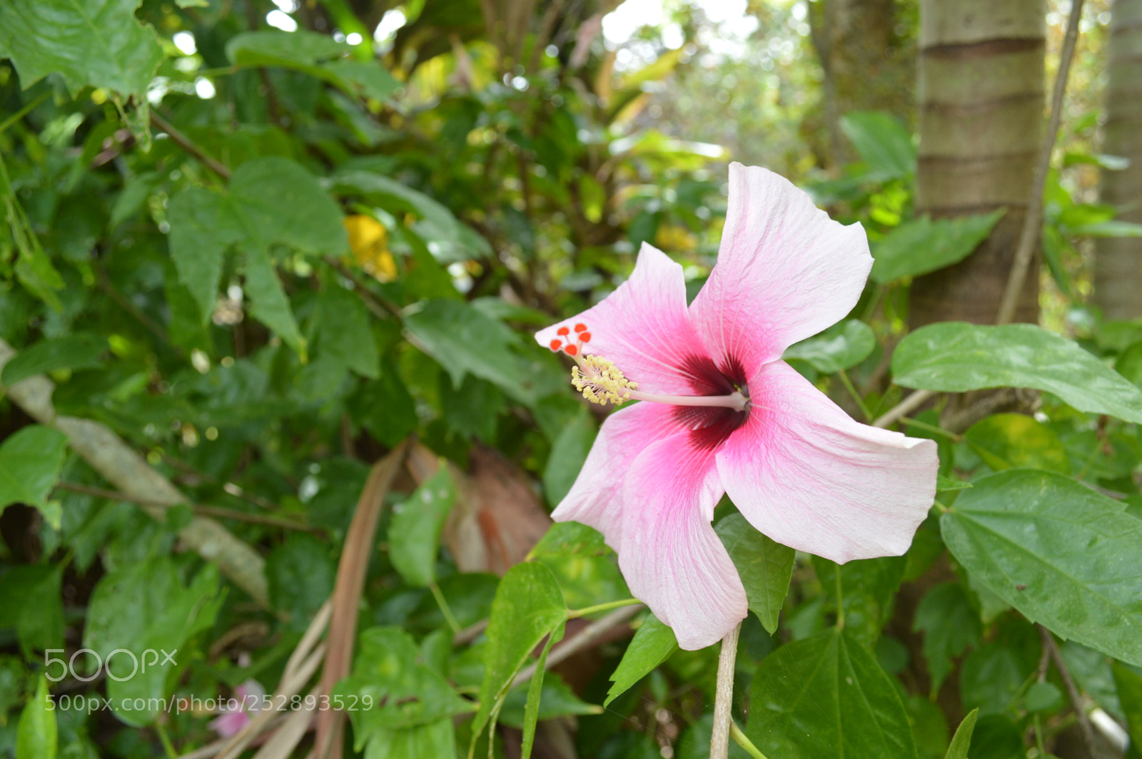 Nikon D3200 sample photo. Lone flower photography