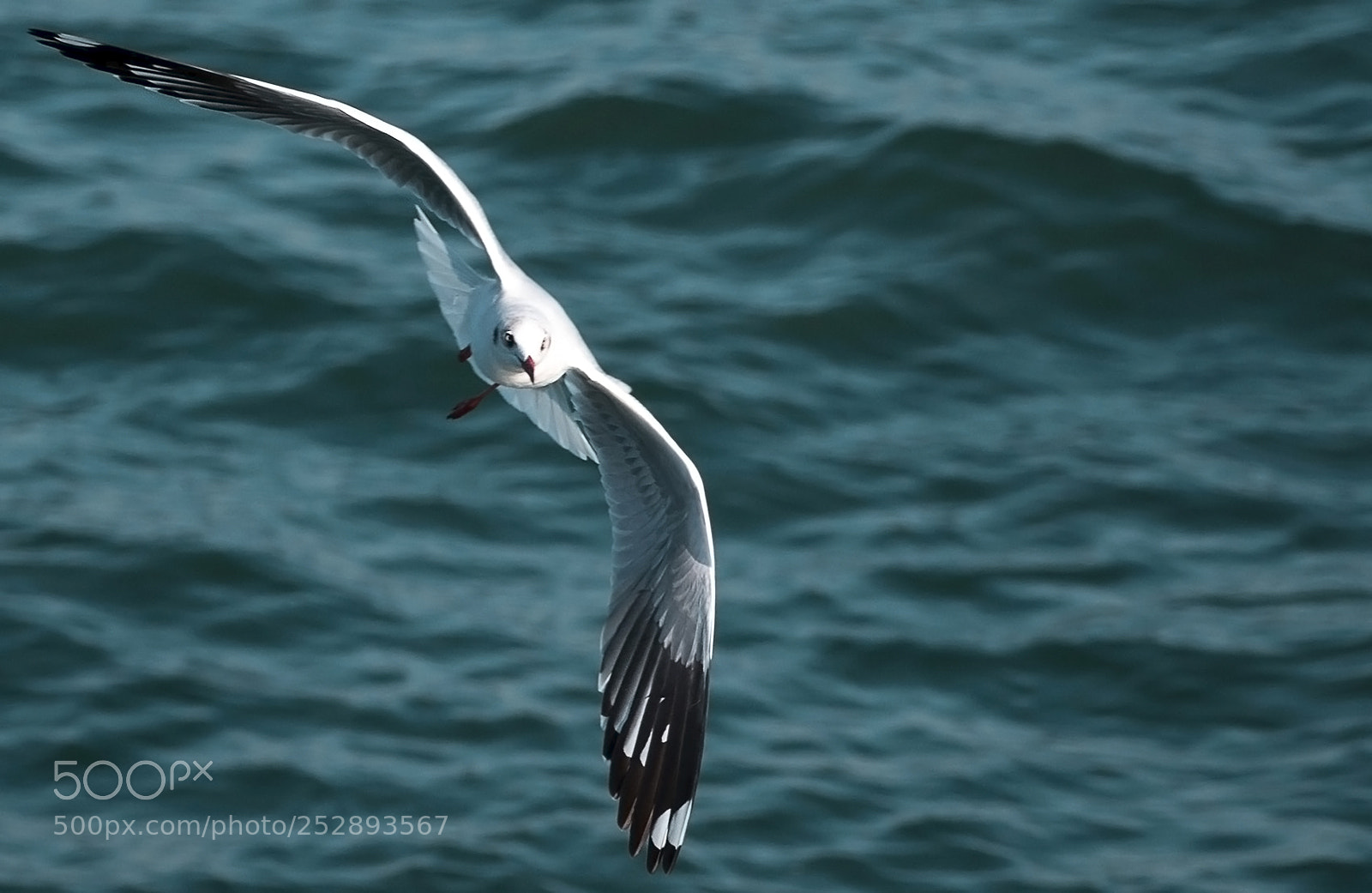 Nikon D7100 sample photo. Seagull at bay of photography