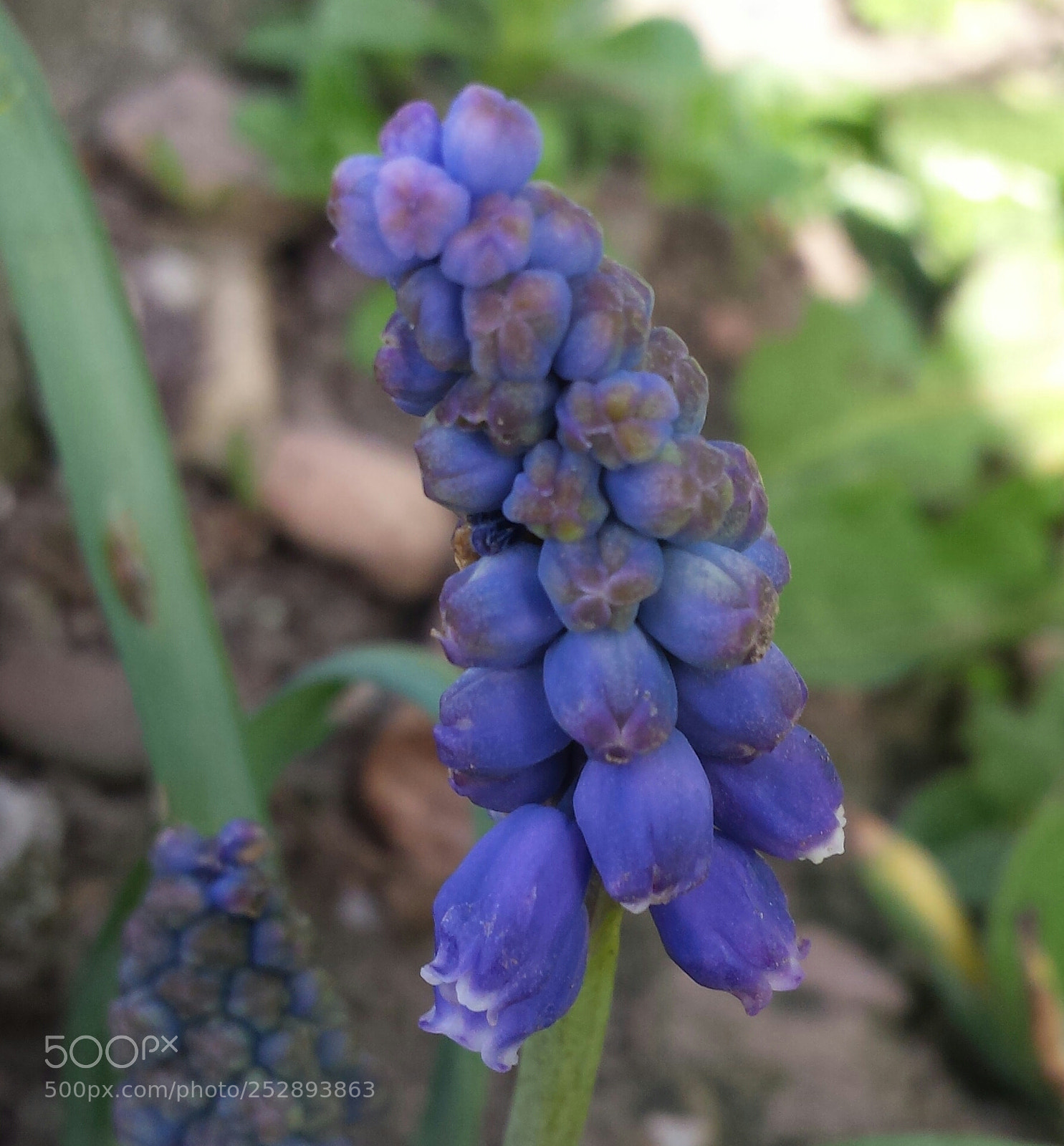 Samsung Galaxy S4 sample photo. Fleur violette photography