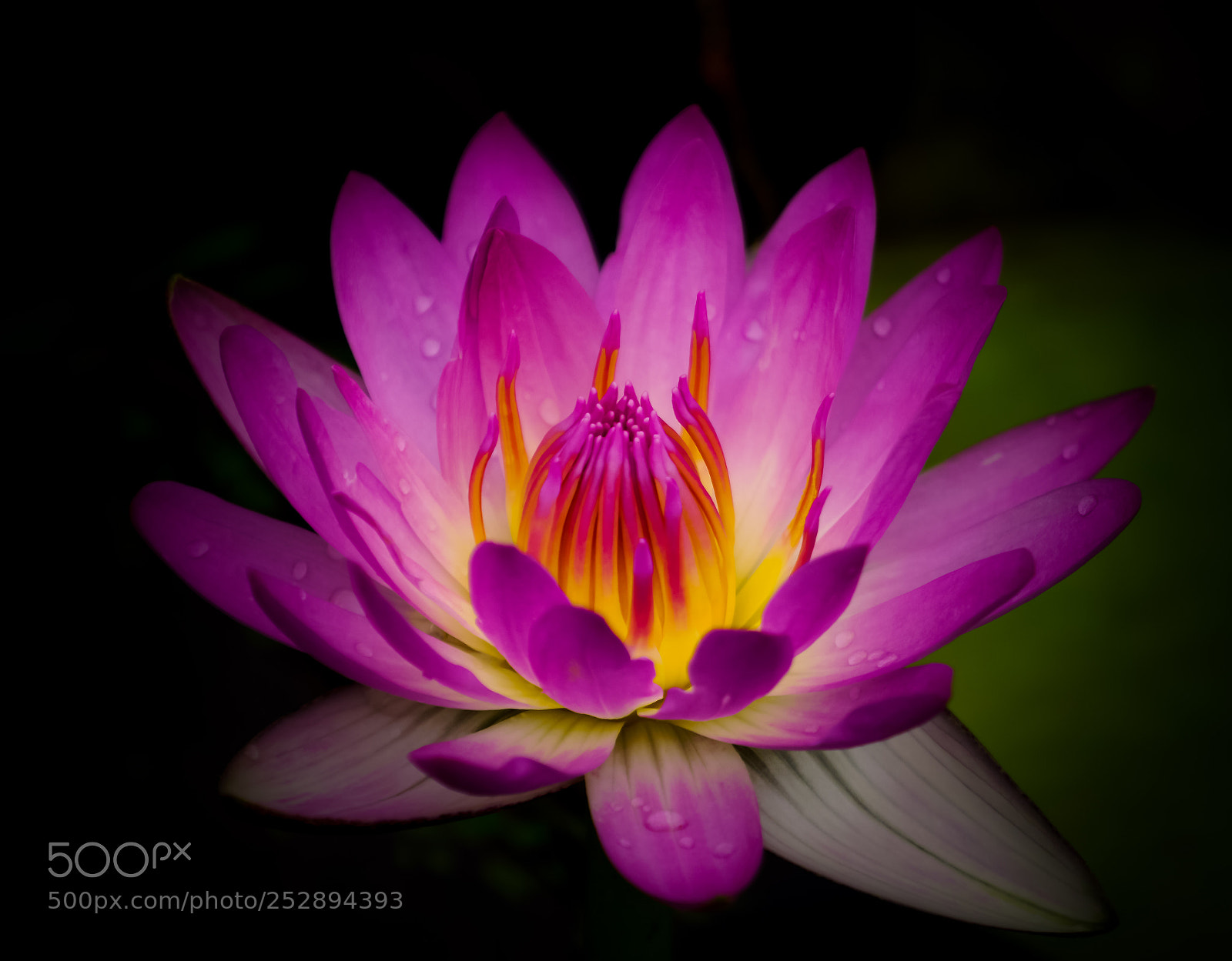 Sony a6000 sample photo. Pink beauty photography
