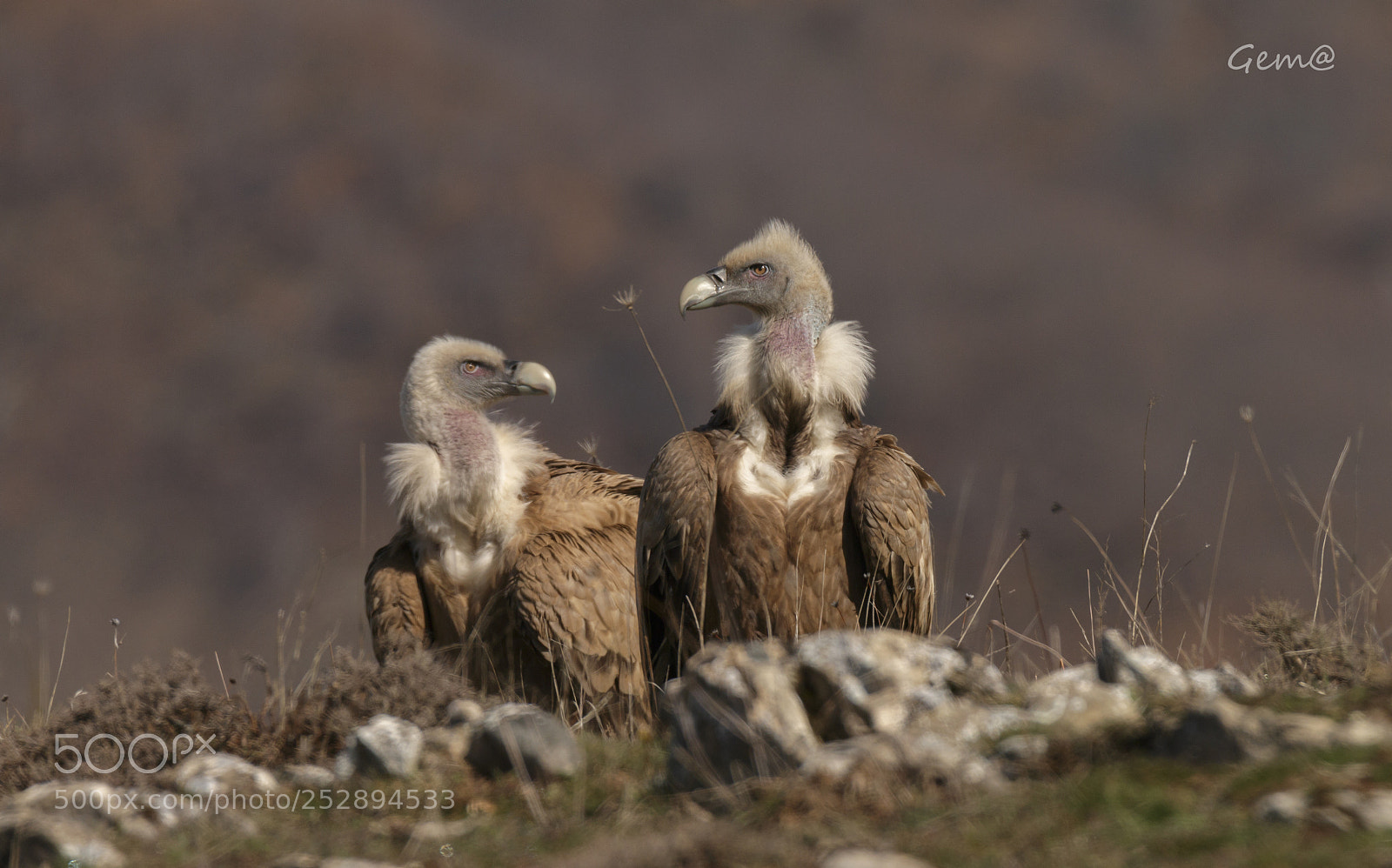 Canon EOS 70D sample photo. Buitre leonado - griffon photography