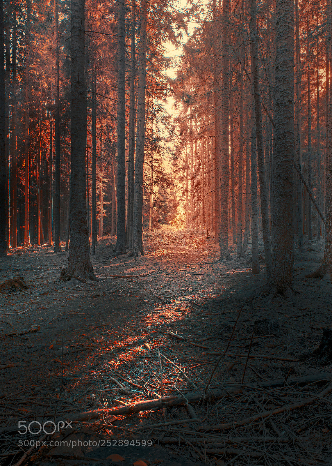 Nikon D610 sample photo. Forest photography