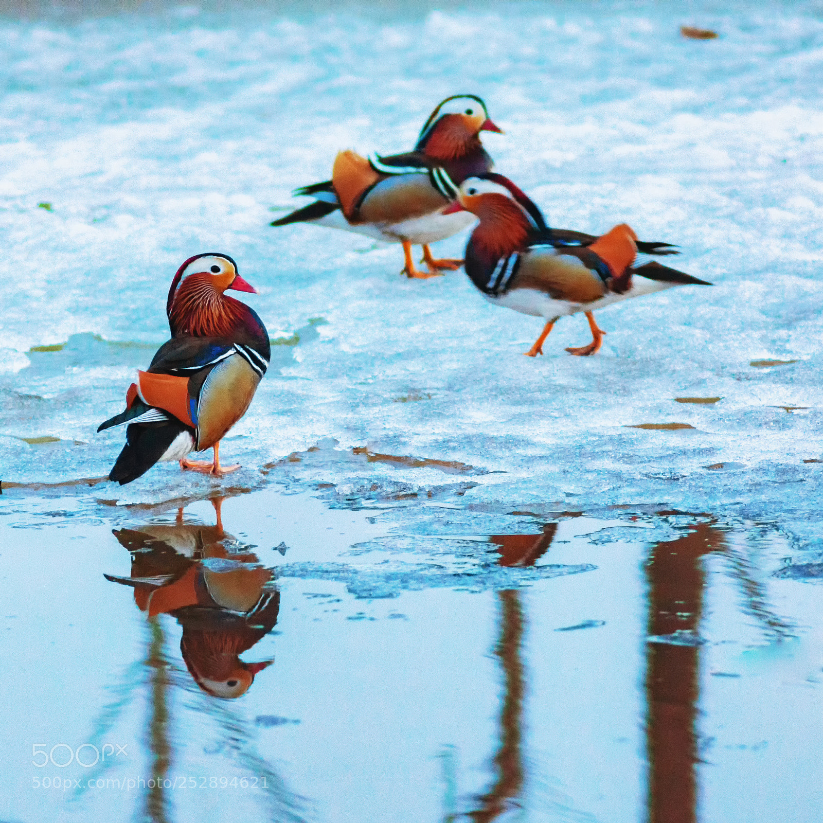 Sony SLT-A77 sample photo. Ducks photography