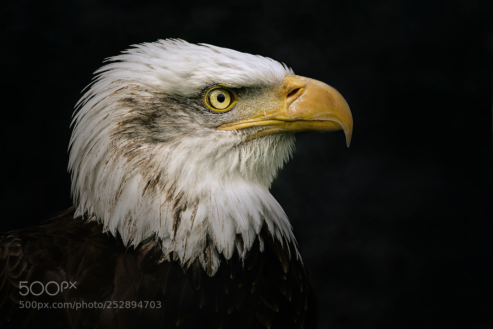 Nikon D7200 sample photo. Bald eagle photography