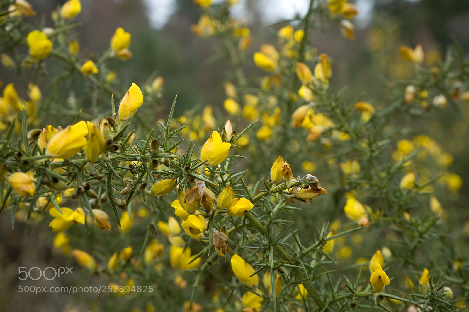 Sony a7 II sample photo. Spring gorse photography