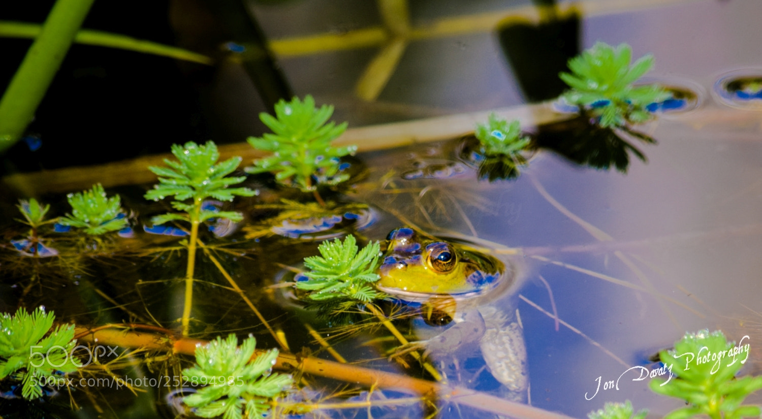Nikon D5300 sample photo. Frog in a pond photography