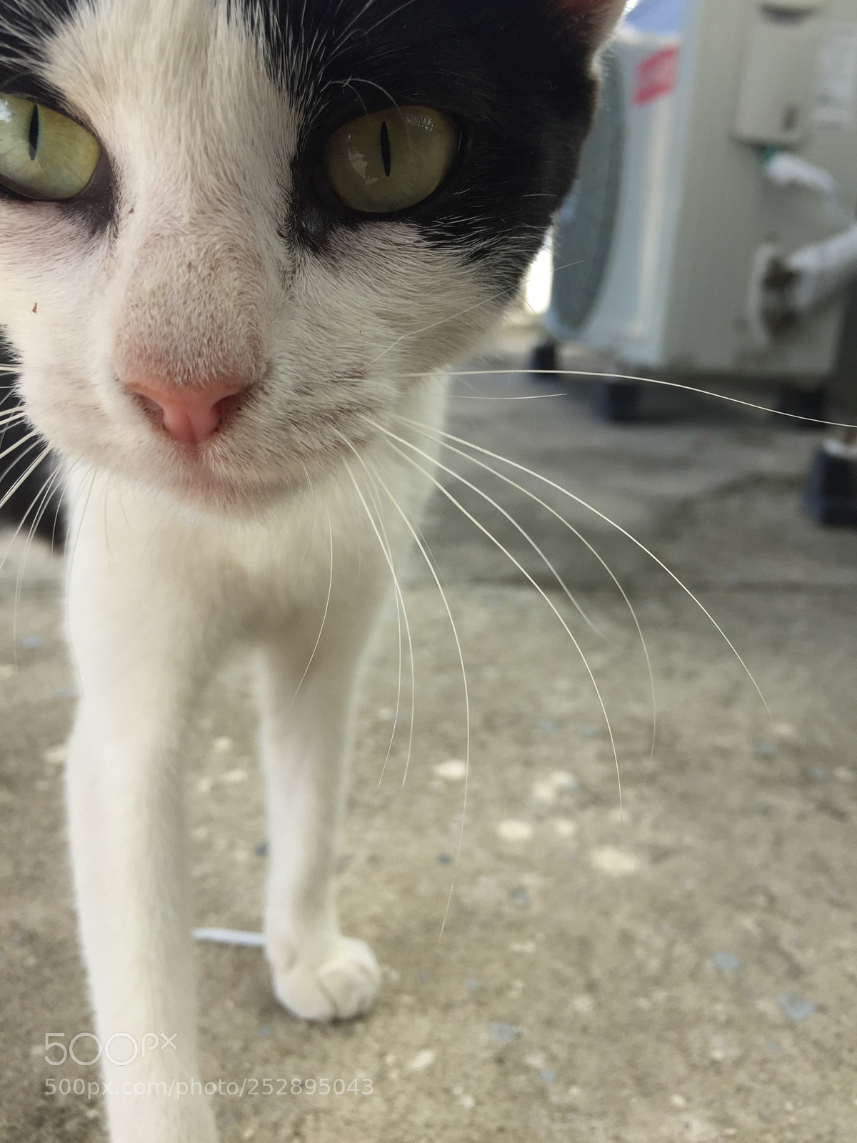 Apple iPhone 6 sample photo. Júpiter  photography
