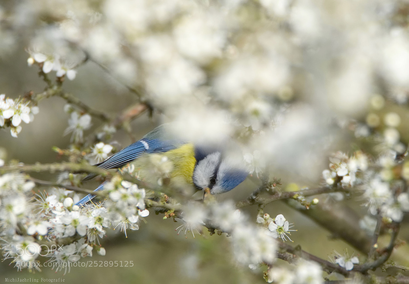 Nikon D7200 sample photo. Springtime photography