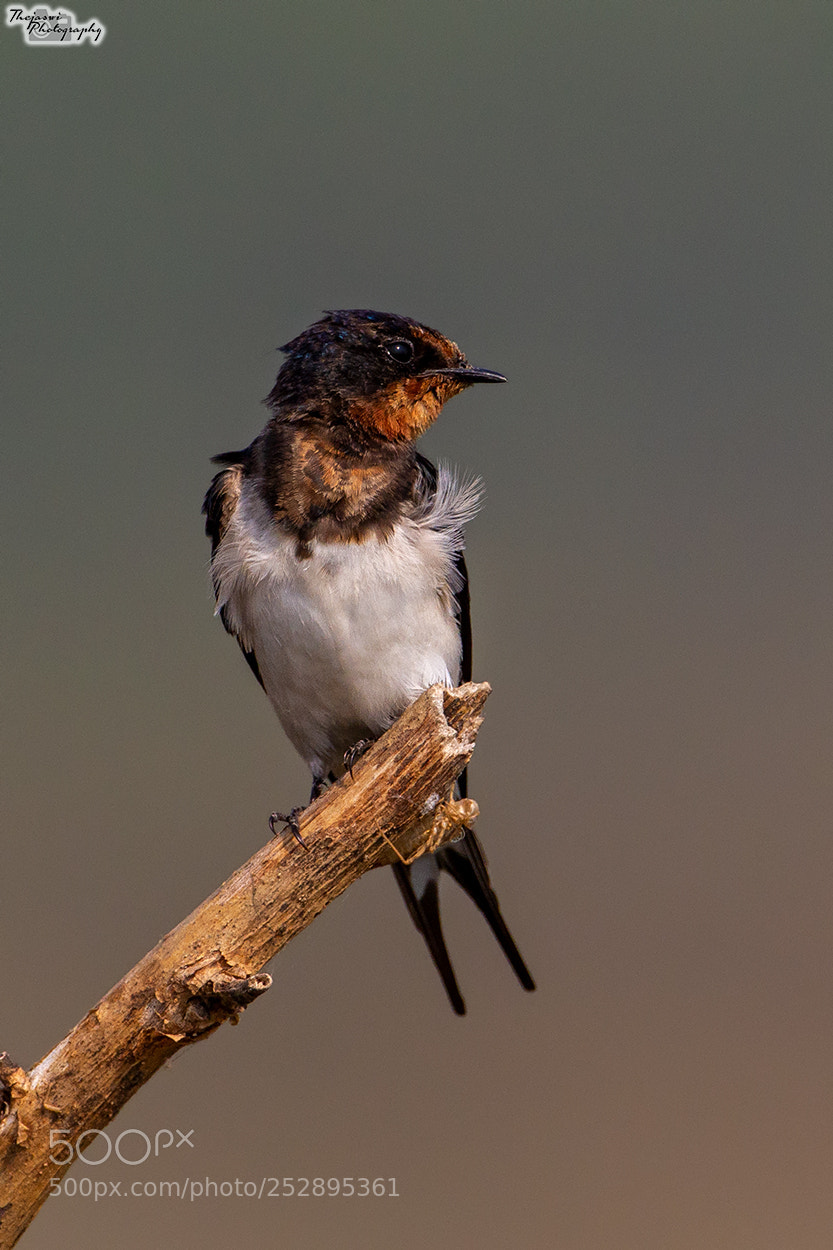 Canon EOS 7D sample photo. Barn swallow photography