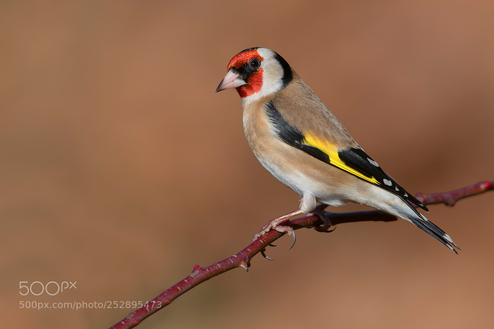 Nikon D850 sample photo. Goldfinch photography