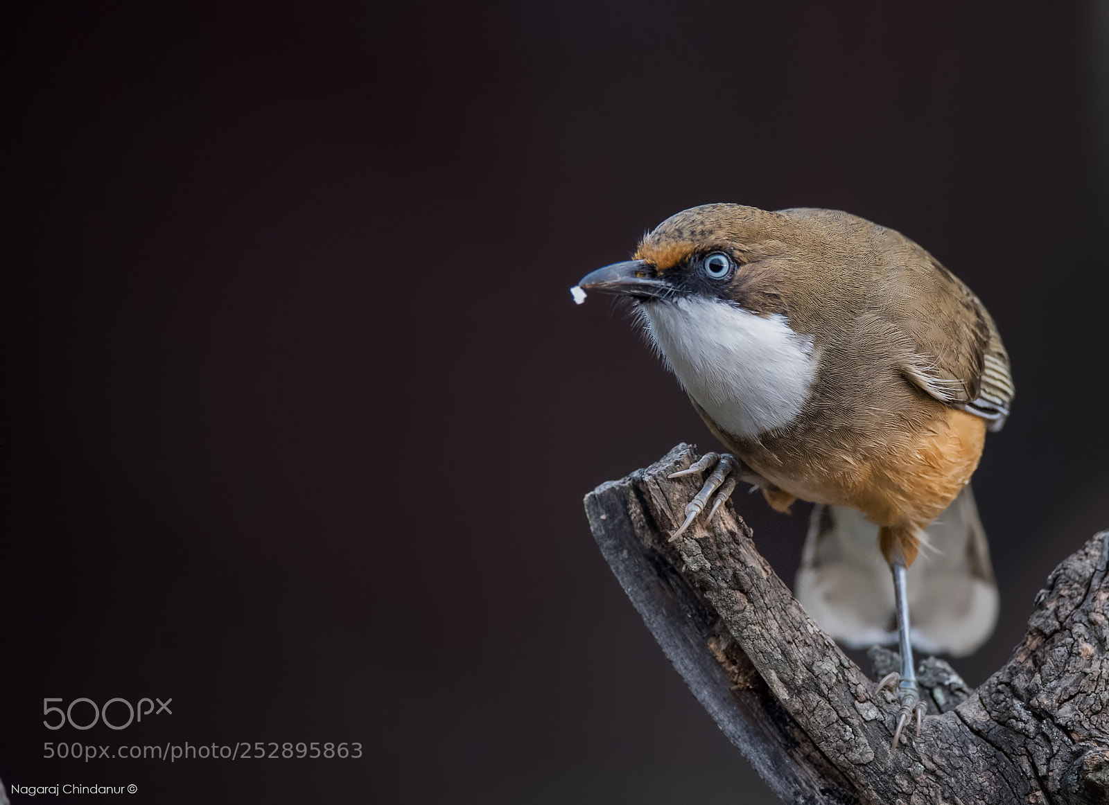 Nikon D5 sample photo. White throated laughingthrush photography