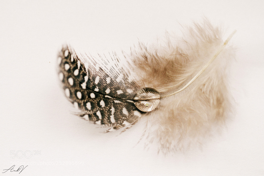 Canon EOS 7D sample photo. Pearl on a soft photography