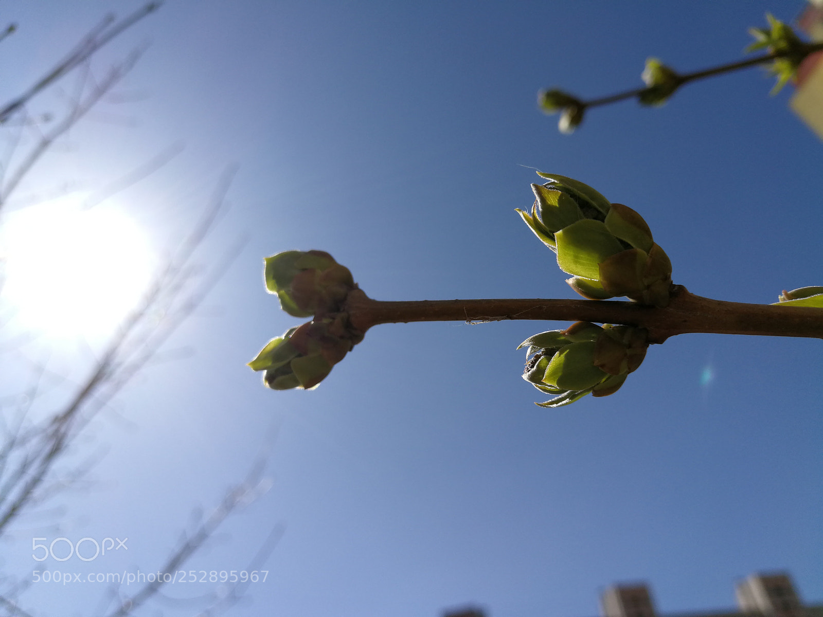 HUAWEI P10 Plus sample photo. Untitled photography