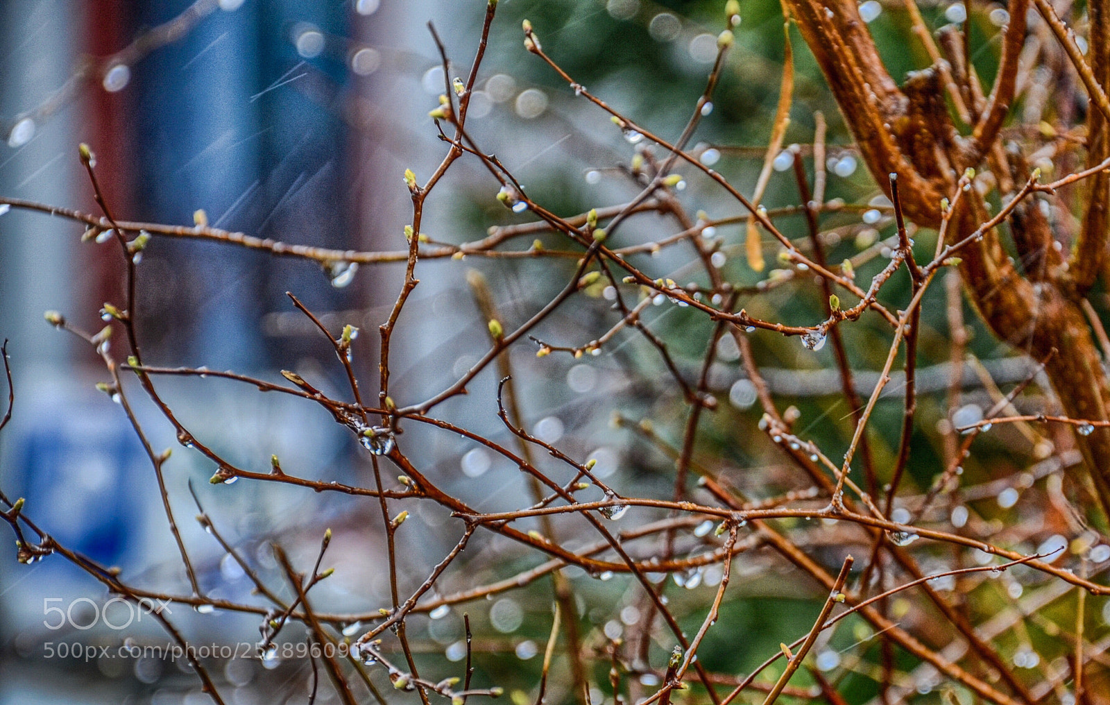 Nikon D7000 sample photo. Drops photography