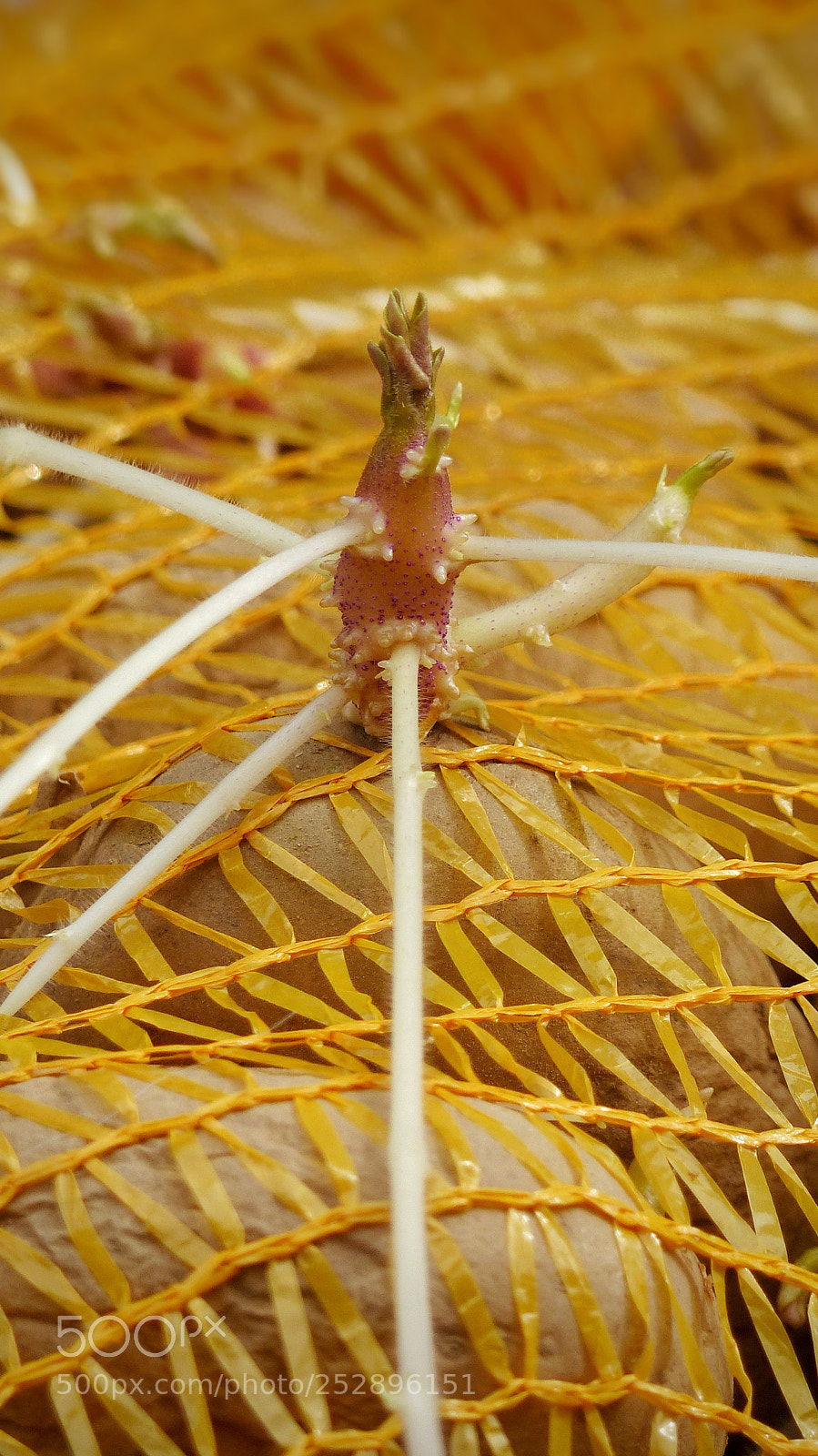 Panasonic Lumix DMC-FZ200 sample photo. Potato roots photography