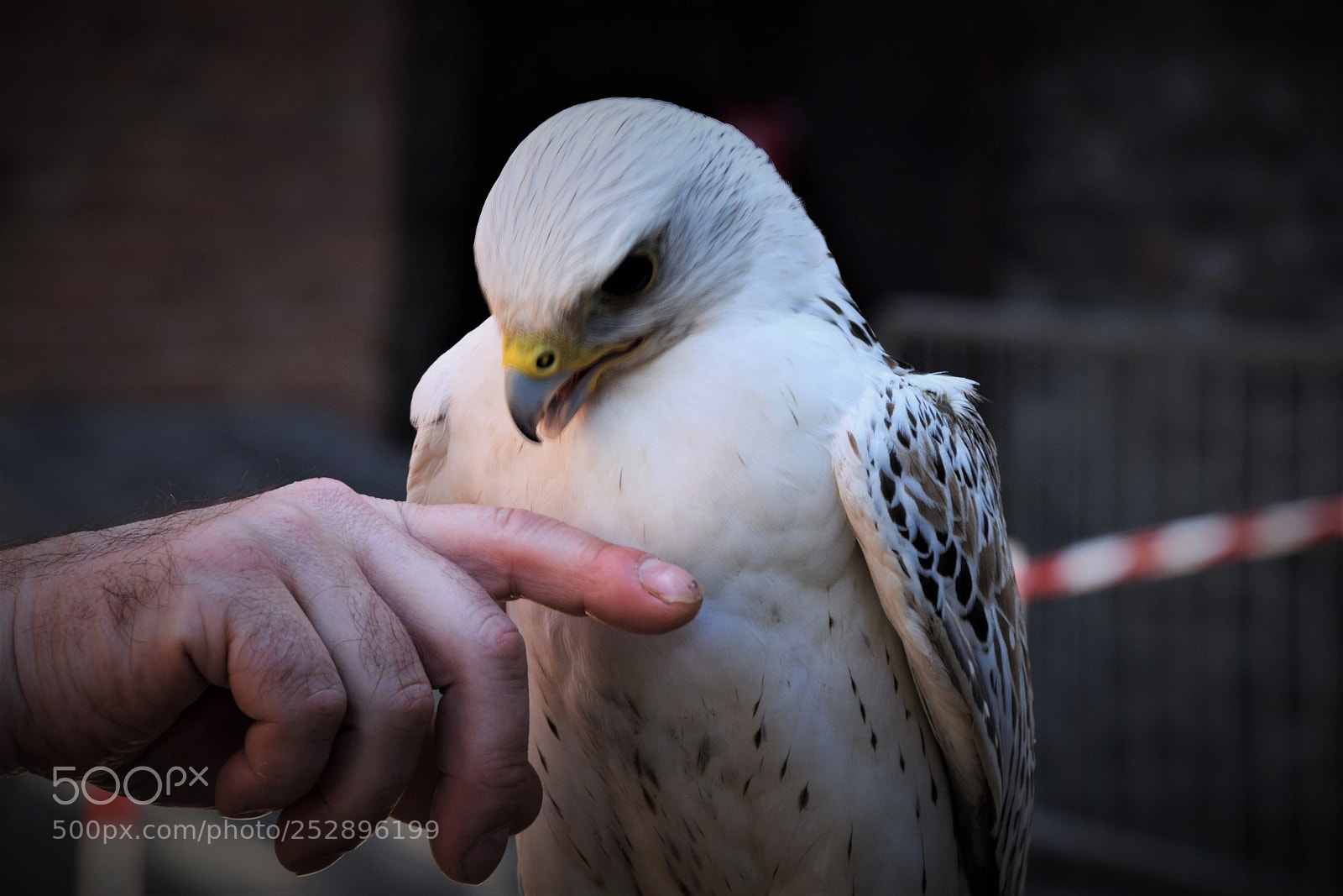 Nikon D3300 sample photo. White bird and a photography