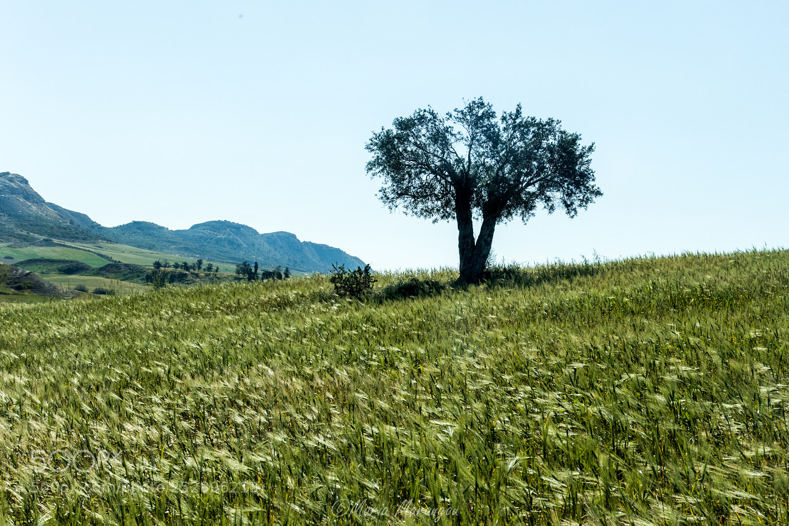 Nikon D7200 sample photo. M photography