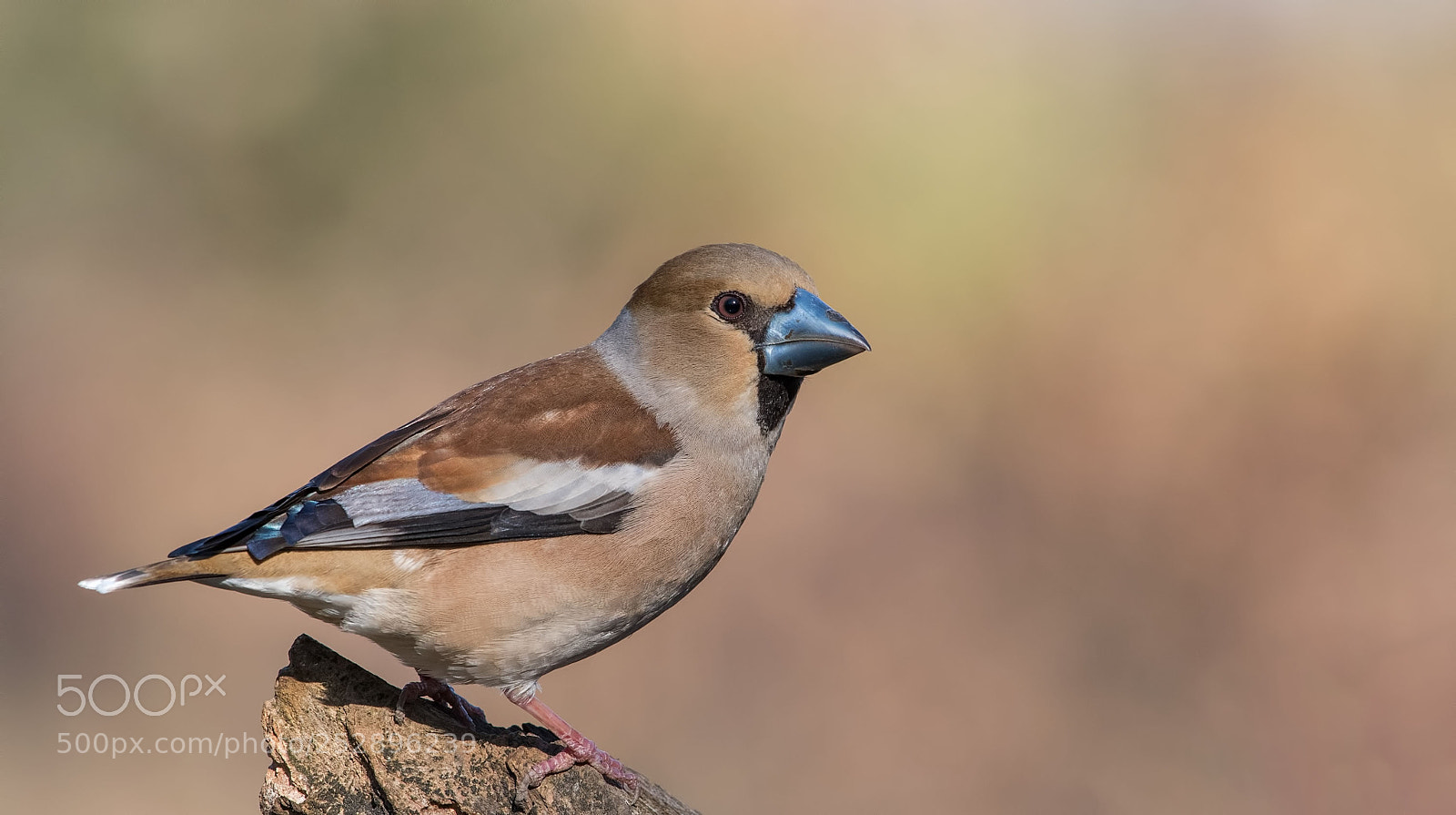 Nikon D500 sample photo. Hawfinch photography