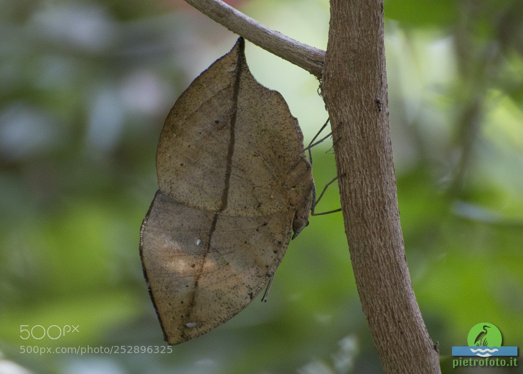 Canon EOS 70D sample photo. Orange oakleaf buttefly photography
