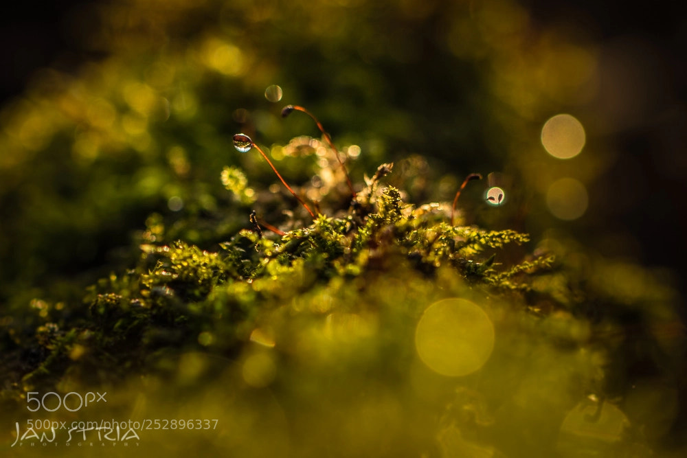 Canon EOS 80D sample photo. Moss fairytale photography