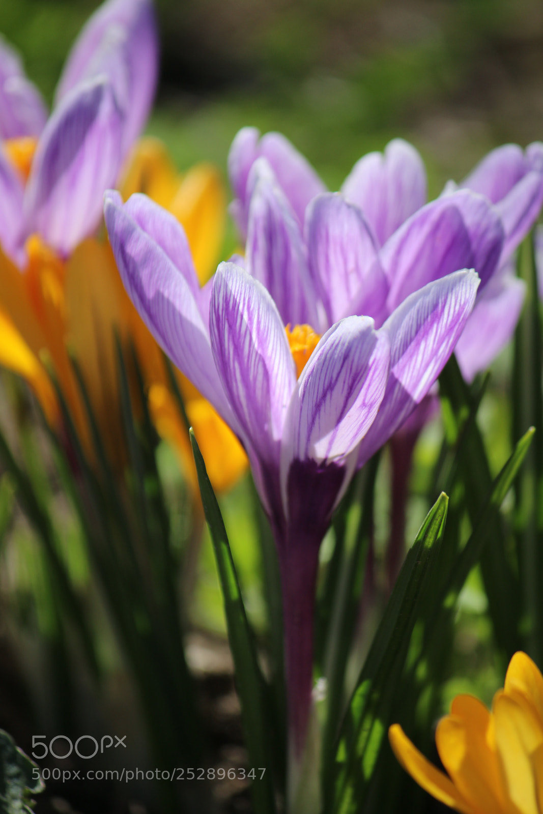 Canon EOS 70D sample photo. Crocus  photography