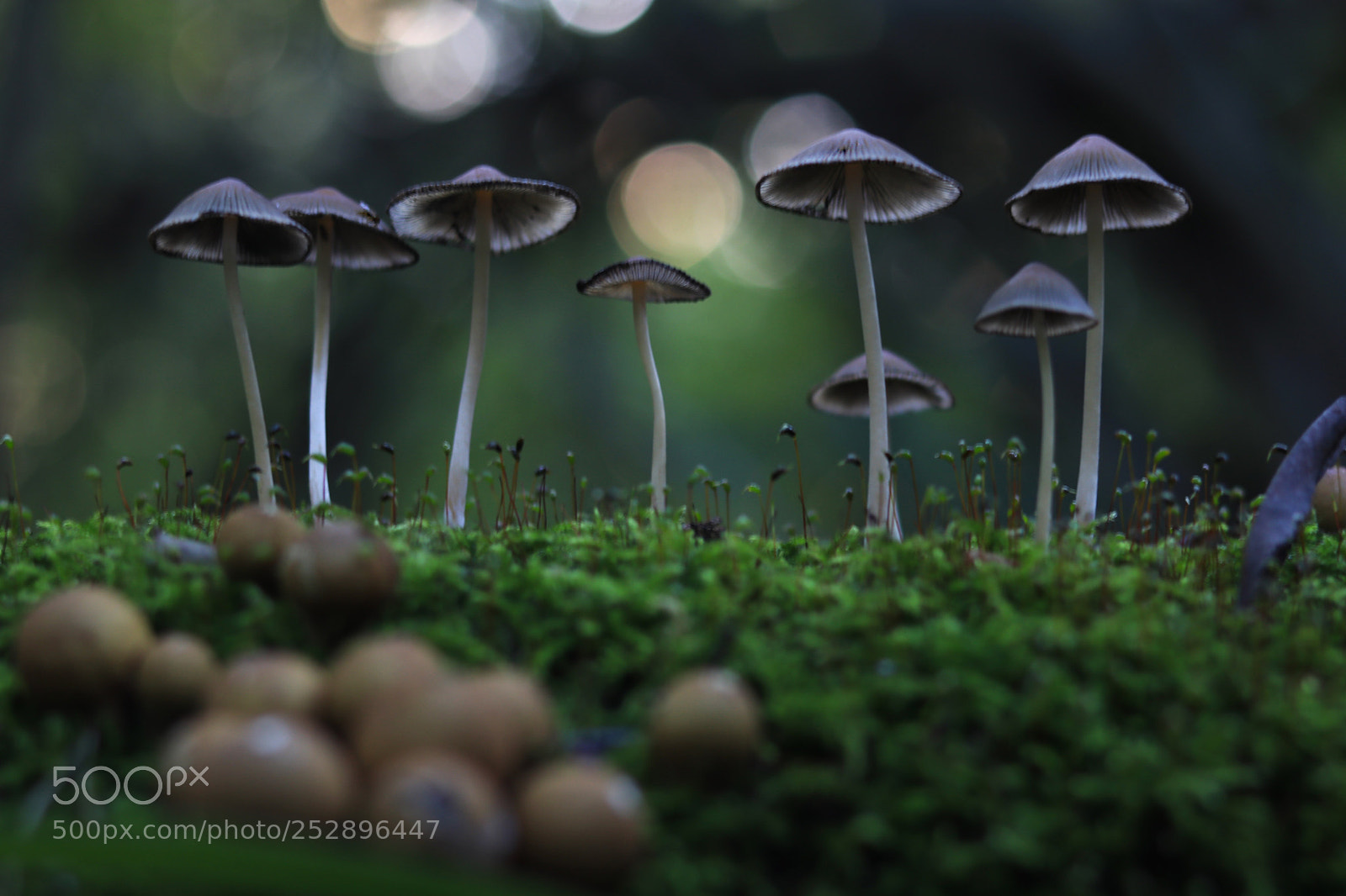 Canon EOS 80D sample photo. Happy mushrooms photography
