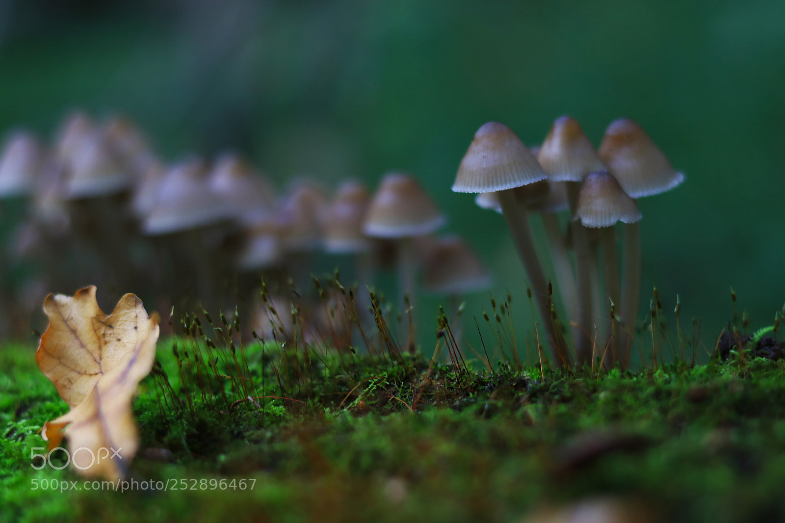 Canon EOS 80D sample photo. Mashrooms photography
