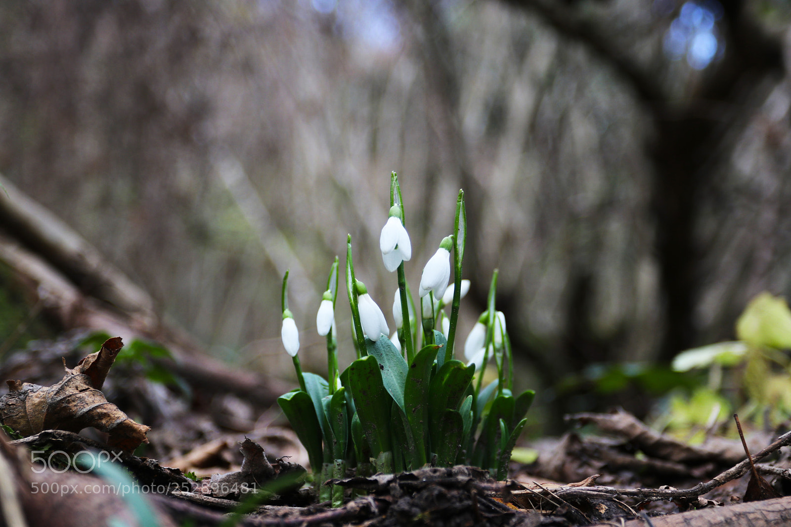 Canon EOS 80D sample photo. Flower photography