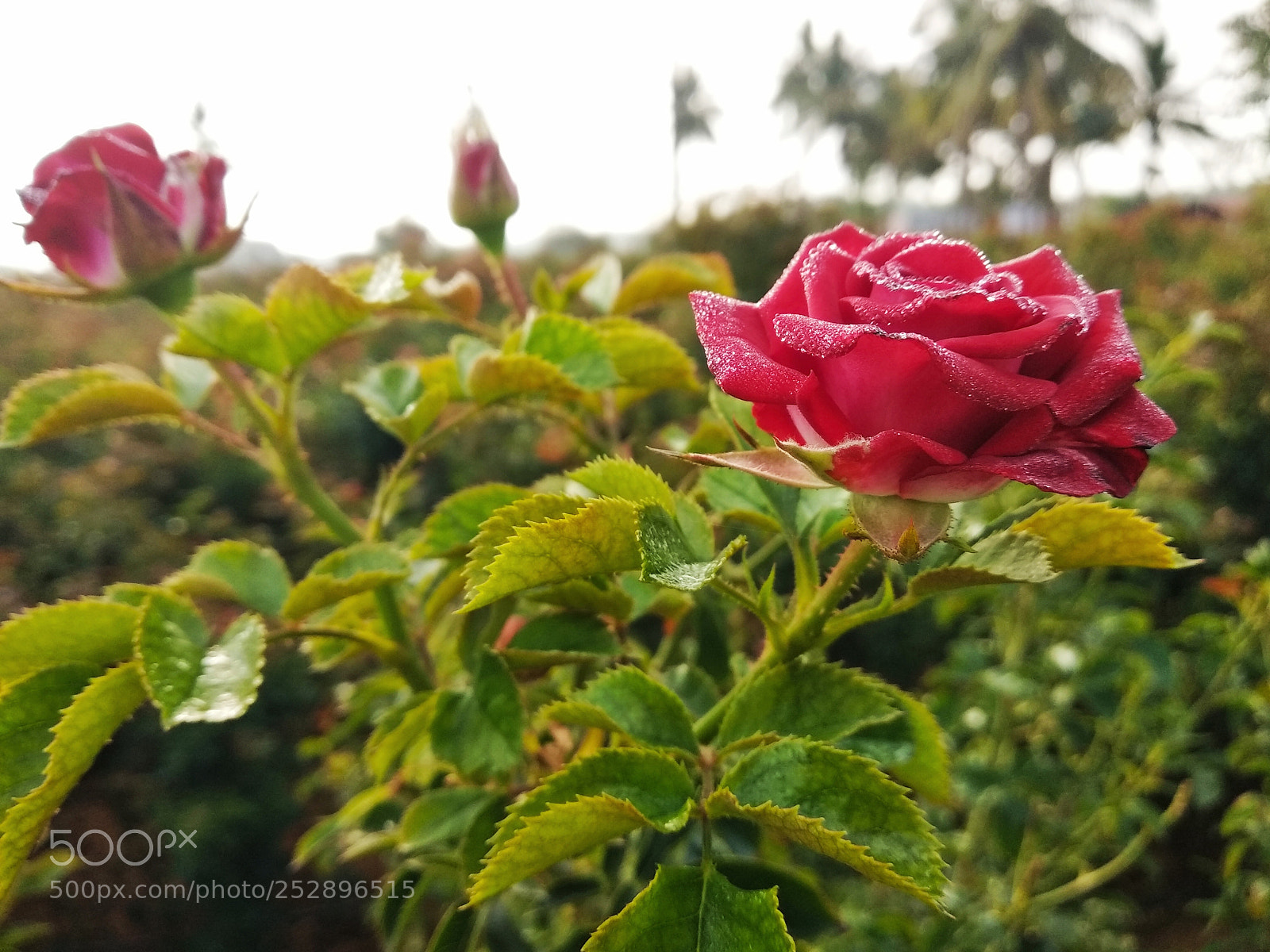 Xiaomi Redmi Note 5 sample photo. Untitled photography