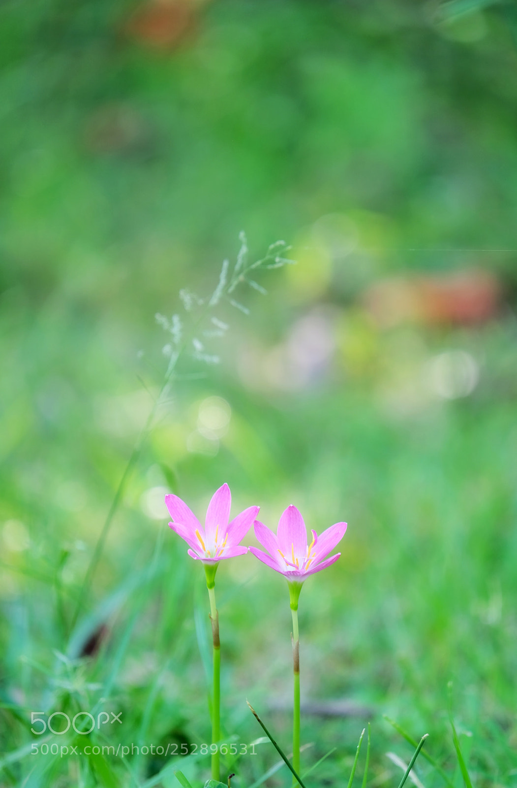 Fujifilm X-T20 sample photo. Couple pink photography