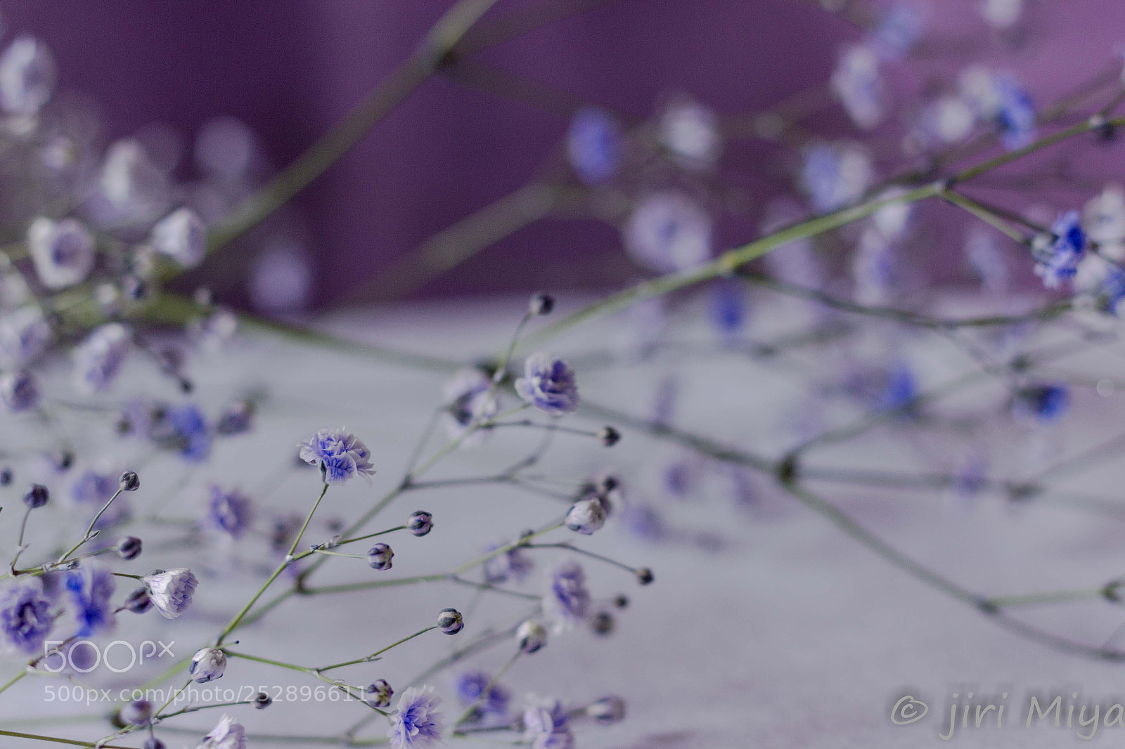 Canon EOS 600D (Rebel EOS T3i / EOS Kiss X5) sample photo. A dignified flower photography